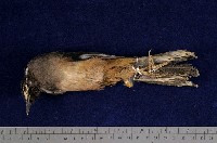 藏品(白耳畫眉)的圖片